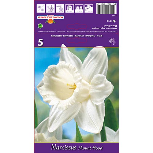 Narcis Mount Hood artikel fotografia 1 Narcis Mount Hood obrázok 1 artikel 70214