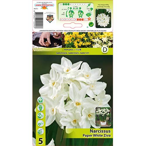 Narcis Paperwhite Ziva artikel fotografia 1 Narcis Paperwhite Ziva obrázok 1 artikel 70284