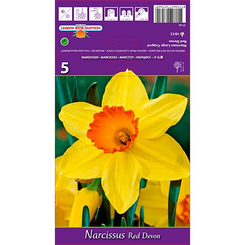 Narcis Red Devon obrázok 1 artikel 67659
