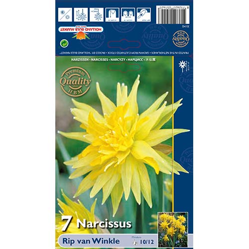 Narcis Rip van Winkle artikel fotografia 1 Narcis Rip van Winkle obrázok 1 artikel 67660