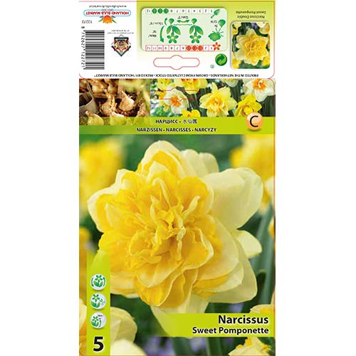 Narcis Sweet Pomponette artikel fotografia 1 Narcis Sweet Pomponette obrázok 1 artikel 67414
