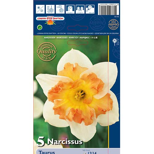 Narcis Taurus artikel fotografia 1 Narcis Taurus obrázok 1 artikel 68022