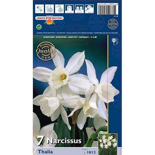 Narcis Thalia artikel fotografia 1 Narcis Thalia obrázok 1 artikel 70236