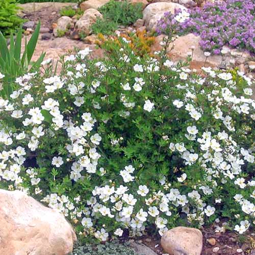 Nátržník krovitý Abbotswood obrázok 1 artikel 3969