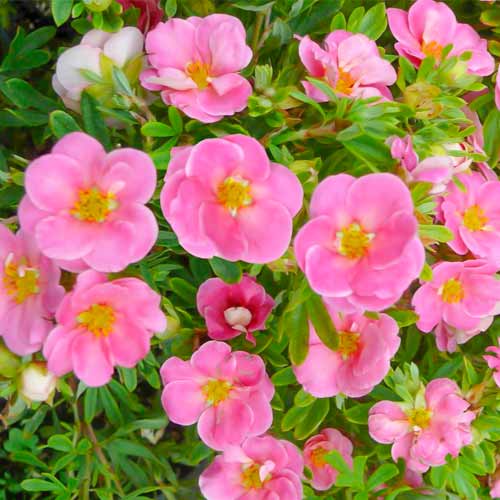 Nátržník krovitý Bellissima obrázok 1 artikel 5620