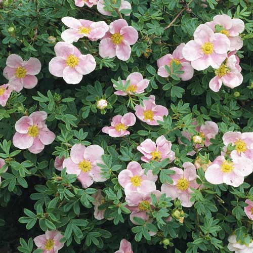 Nátržník krovitý Princess, C2 obrázok 1 artikel 8569