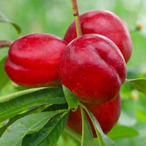 Nektárinka Late Love, С2 artikel fotografia 1 Nektárinka Late Love, С2 obrázok 1 artikel 1629