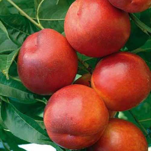 Nektárinka Morsiani 90 obrázok 1 artikel 4864