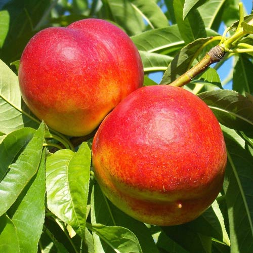 Nektárinka Star Coral, C2 obrázok 1 artikel 9685