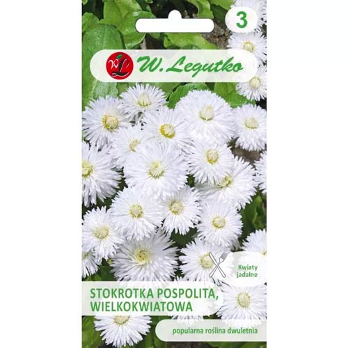 Obyčajná margaréta veľkokvetá Ave biela obrázok 1 artikel 50120