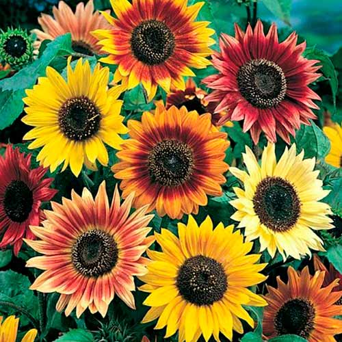 Okrasná slnečnica Beauty Giant, zmes obrázok 1 artikel 96576