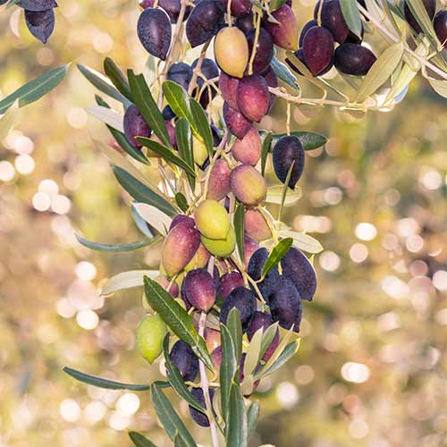 Olivovník (columnar) Arbequina obrázok 1 artikel 2017