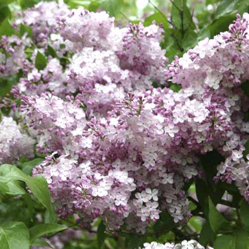 Orgován Hortensja artikel fotografia 1 Orgován Hortensja obrázok 1 artikel 4809