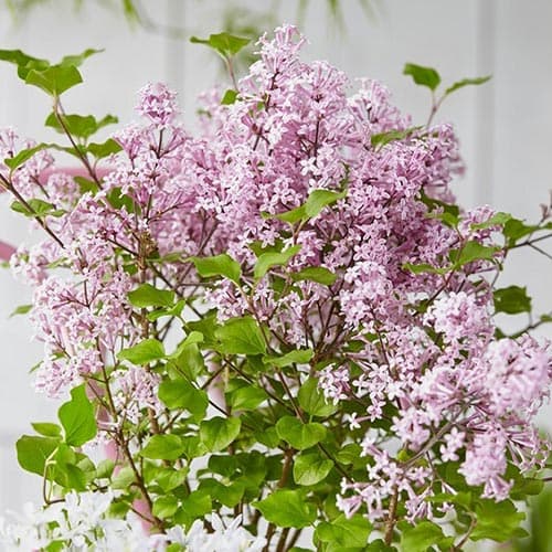 Orgován Josee obrázok 1 artikel 76703