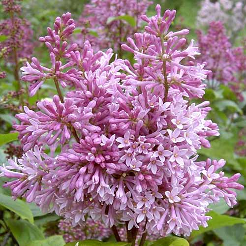 Orgován Minuet artikel fotografia 1 Orgován Minuet obrázok 1 artikel 4804