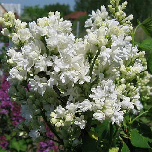 Orgován Mme Lemoine obrázok 1 artikel 4808