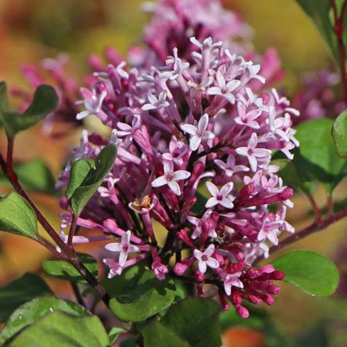 Orgován Red Pixie, C2 artikel fotografia 1 Orgován Red Pixie, C2 obrázok 1 artikel 4803