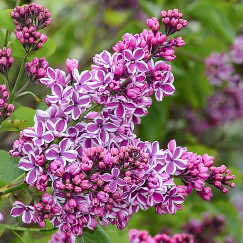 Orgován Sensation artikel fotografia 1 Orgován Sensation obrázok 1 artikel 9095