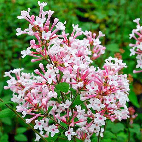 Orgován Superba obrázok 1 artikel 4807