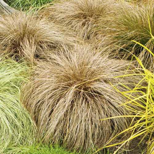Ostrica (Carex) Bronco, C3 obrázok 1 artikel 8520
