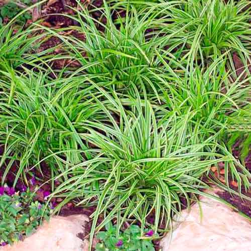 Ostrica (Carex) Ice Dance obrázok 1 artikel 5590