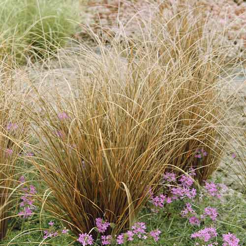 Ostrica (Carex) Red Rooster PBR, C3 obrázok 1 artikel 8519