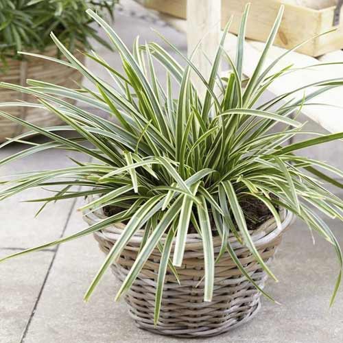 Ostrica (Carex) Vanilla Ice ®, C3 obrázok 1 artikel 8521