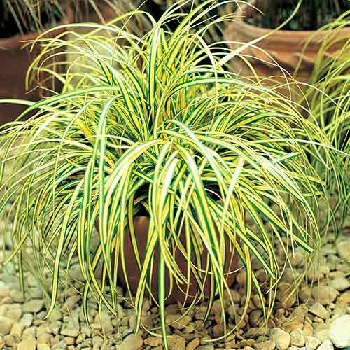 Ostrice Evergold obrázok 1 artikel 4750