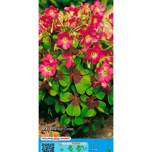 Oxalis Iron Cross artikel fotografia 1 Oxalis Iron Cross obrázok 1 artikel 76481