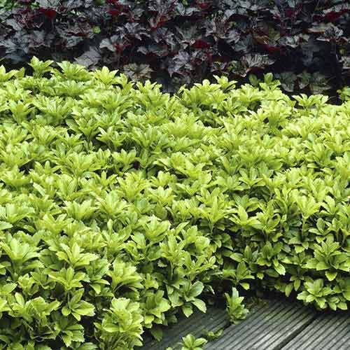 Pachysandra vrcholová obrázok 1 artikel 4773