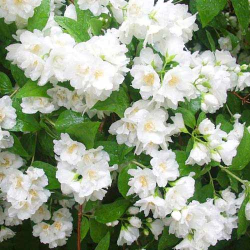 Pajazmín vencový Mont Blanc artikel fotografia 1 Pajazmín vencový Mont Blanc obrázok 1 artikel 9108