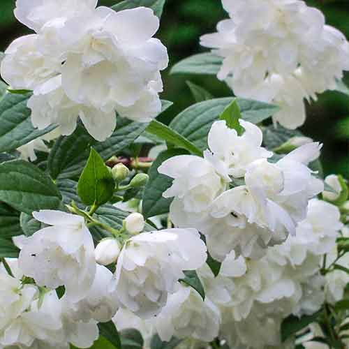 Pajazmín vencový Rosace obrázok 1 artikel 4788