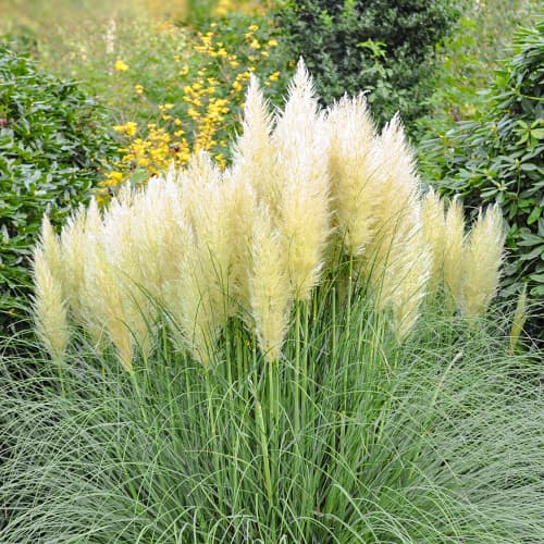 Pampová tráva Pumila, P9 obrázok 1 artikel 5447
