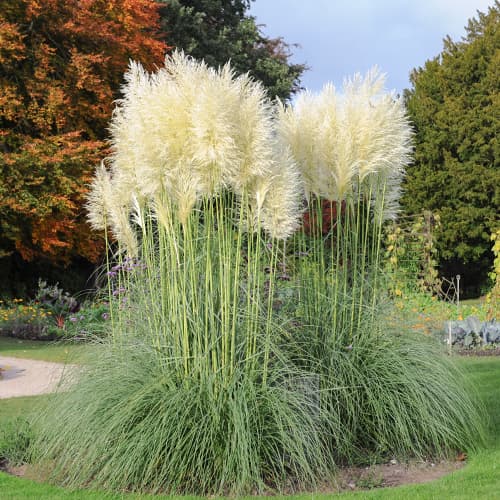 Pampová tráva White Feather, С2 obrázok 1 artikel 4753
