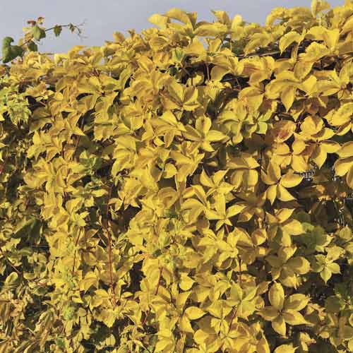 Pavinič päťlistý Yellow Wall PBR, С2 artikel fotografia 1 Pavinič päťlistý Yellow Wall PBR, С2 obrázok 1 artikel 8233
