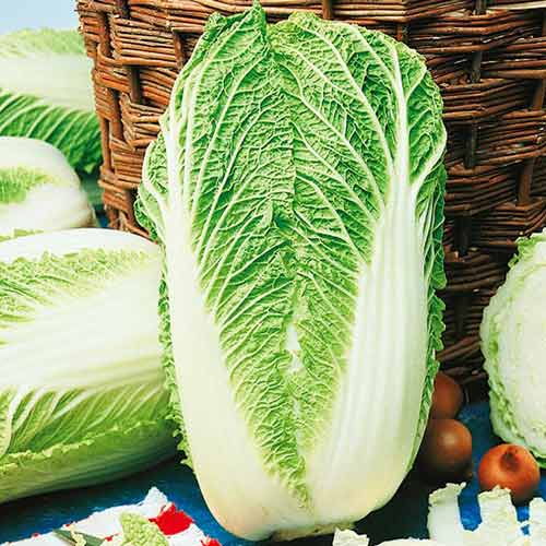 Pekingská kapusta Granaat, zmes farieb obrázok 1 artikel 96607