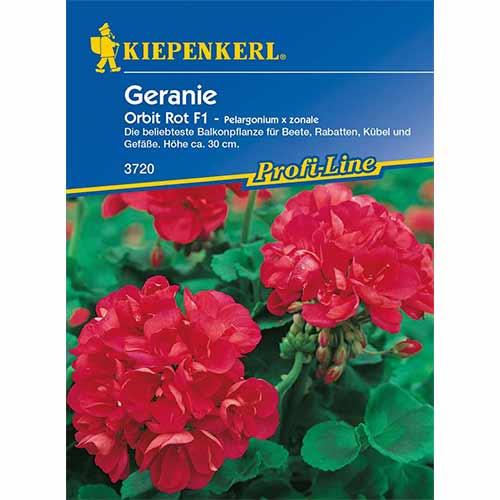 Pelargónia Orbit F1 obrázok 1 artikel 96536