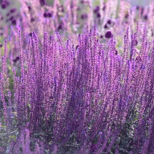 Perovskia atriplicifolia Little Spire, С2 obrázok 1 artikel 7794