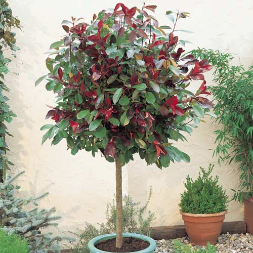 Photinia Little Red Robin, C3 artikel fotografia 1 Photinia Little Red Robin, C3 obrázok 1 artikel 7725