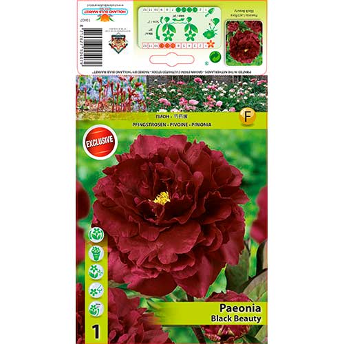 Pivonka Black Beauty obrázok 1 artikel 76335