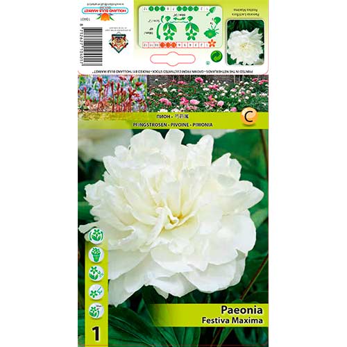 Pivonka Festiva Maxima obrázok 1 artikel 76337