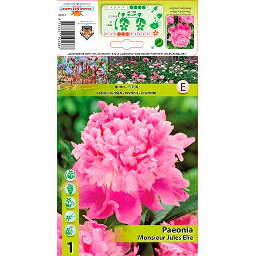 Pivonka Jules Elie obrázok 1 artikel 76615