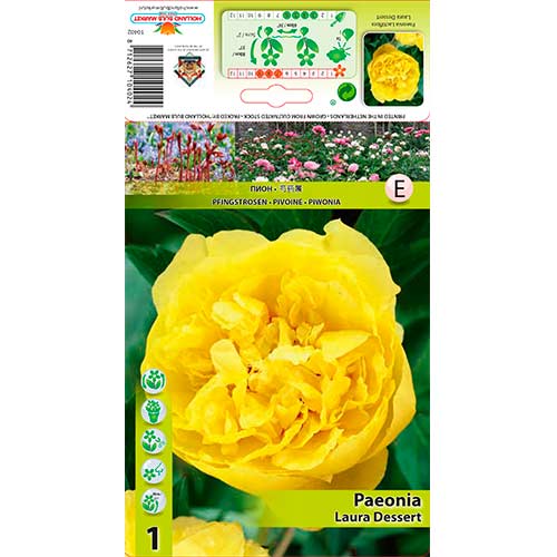 Pivonka Laura Dessert obrázok 1 artikel 76614