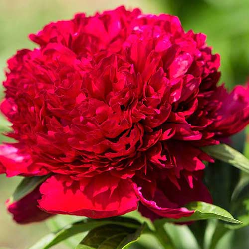 Pivonka Red Charm obrázok 1 artikel 70444