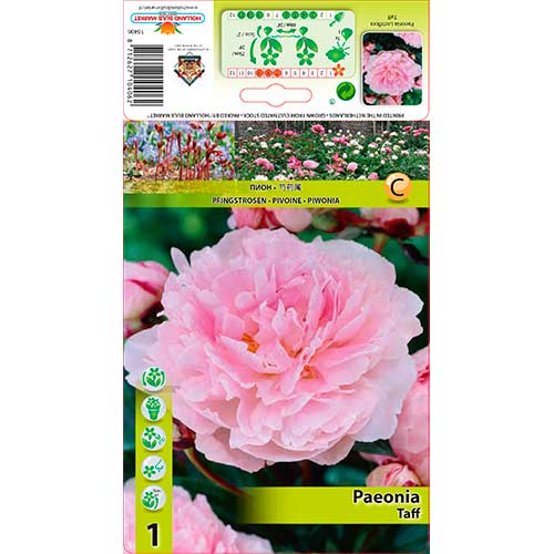 Pivonka Taff obrázok 1 artikel 76341