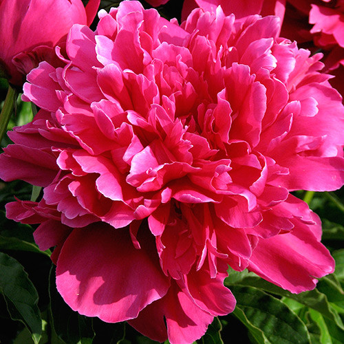 Pivonka Victoire de la Marne obrázok 1 artikel 70445