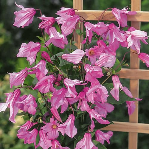 Plamienok Alionushka, С2 obrázok 1 artikel 1550