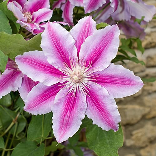 Plamienok Bees Jubilee, C2 obrázok 1 artikel 9661