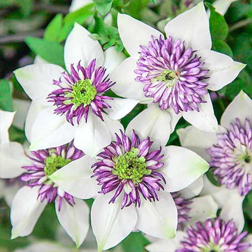 Plamienok Bicolor obrázok 1 artikel 4757