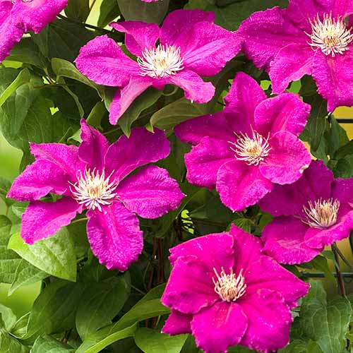 Plamienok Ernest Markham obrázok 1 artikel 4762